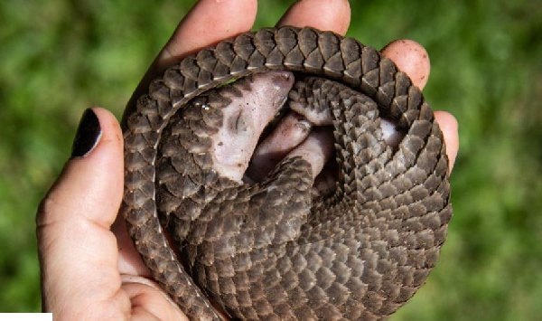 A white-bellied pangolin which was rescued from local animal traffickers is seen at the Uganda