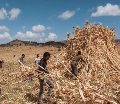 Farmers harvest sorghum in a field near the village of Ayasu Gebriel, EDUARDO SOTERAS | AFP
