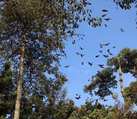 The photo shows bats on some trees in Lugazi town, Buikwe District