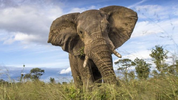 File photo: According official estimates, Namibia is home to some 28,000 elephants