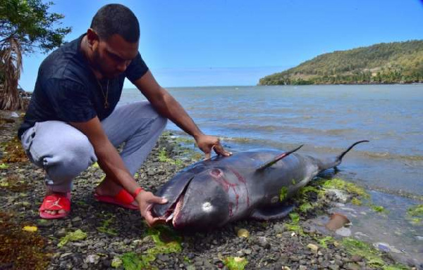 Carcasses of 39 dolphins washed up on shore in Mauritius after the oil spill (Reuters)