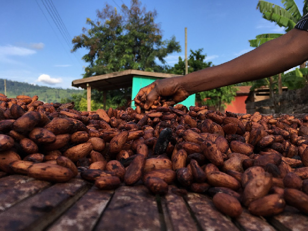 Ghana Cocoa