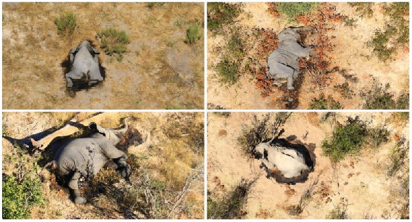 Poaching had been ruled out as a possible cause of death