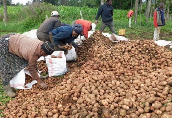 Potato farmers in Kenya