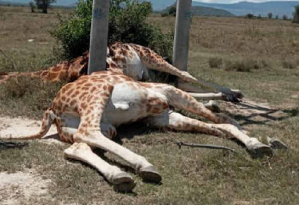 Two of the electrocuted giraffes