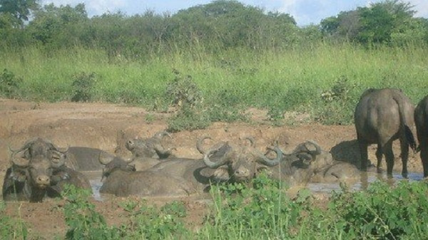Wildlife. File photo