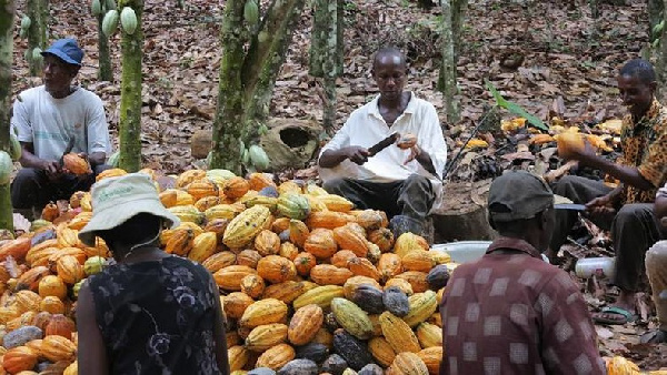 Cocoa Farming in Ghana