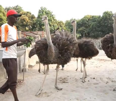 Over the past seven years, these rare birds have become the economic powerhouse of Mlomp, a village in Casamance, southern Senegal  