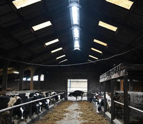 File photo from UK, Cows are seen in the cow shed at Hartington Creamery near Matlock in the Derbyshire Dales on January 26, 2021