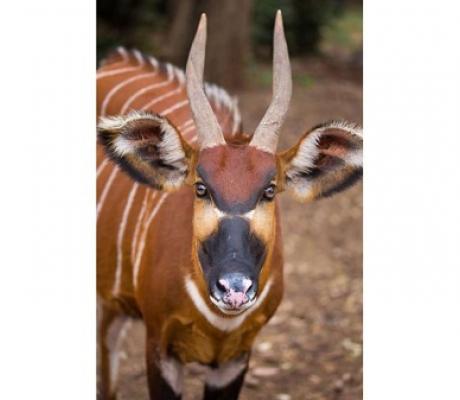  There are less than 100 Mountain Bongo antelope left in the wild across the world, FILE | NMG