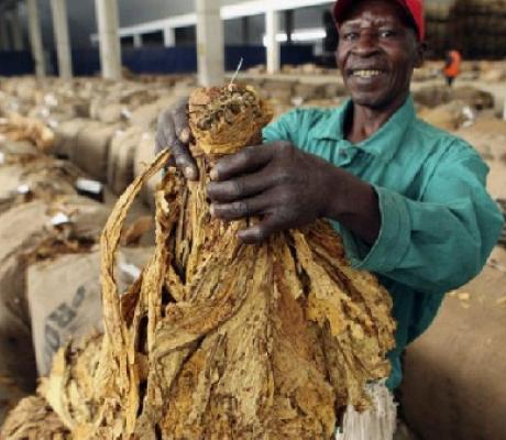 A farmer holding a tobacco crop