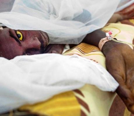 Flavivirus which cause yellow fever is transmitted by mosquitoes