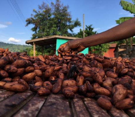 Ghana Cocoa