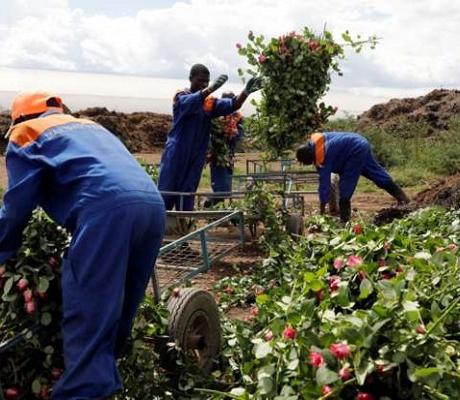 In March, farms had to throw away roses as demand collapsed because of coronavirus restrictions
