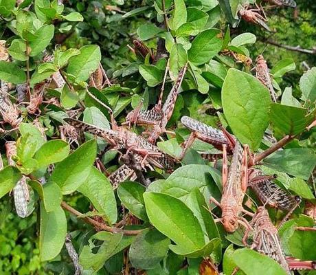 Locusts, coronavirus combination pose dire threat to East Africa