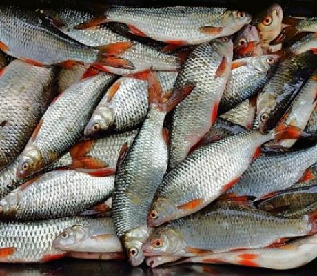 Nigeria produces one million metric tonnes of fish annually