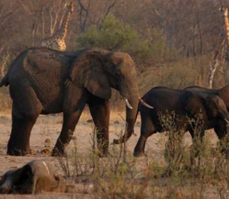 The elephants died of suspected bacteria infection