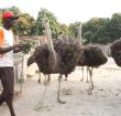 Over the past seven years, these rare birds have become the economic powerhouse of Mlomp, a village in Casamance, southern Senegal  