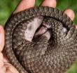 A white-bellied pangolin which was rescued from local animal traffickers is seen at the Uganda