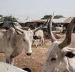 An image of a A cattle camp