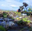Lake Victoria Pollution