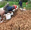 Potato farmers in Kenya
